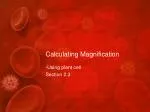 Calculating Magnification - slide 1
