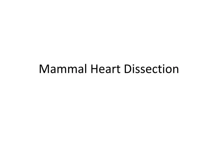 mammal heart dissection