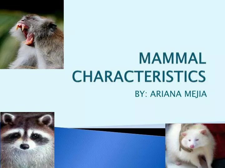 mammal characteristics