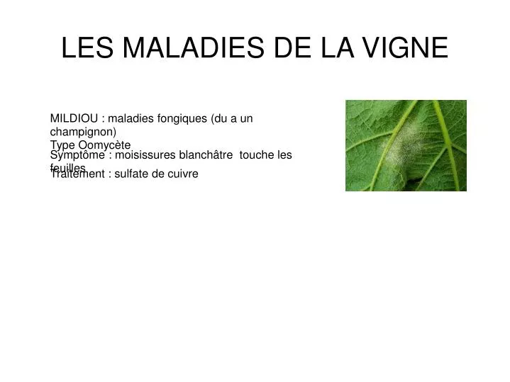 les maladies de la vigne