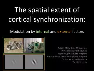 The spatial extent of cortical synchronization: Modulation by internal and external factors