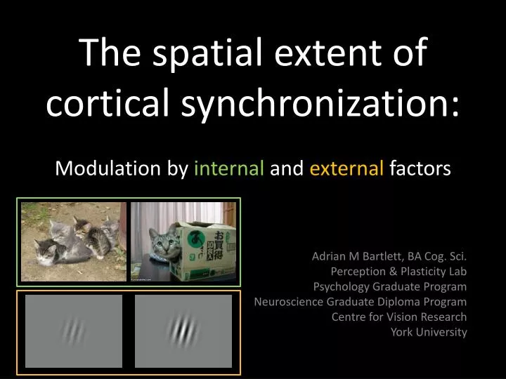 the spatial extent of cortical synchronization modulation by internal and external factors