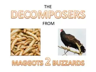 DECOMPOSERS