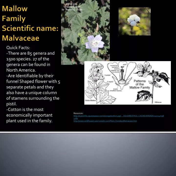 mallow family scientific name malvaceae