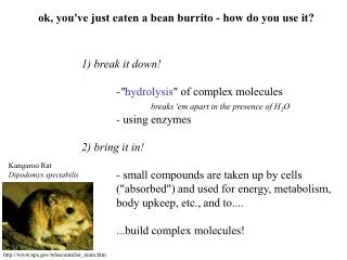 1) break it down! 	-&quot; hydrolysis &quot; of complex molecules breaks 'em apart in the presence of H 2 O