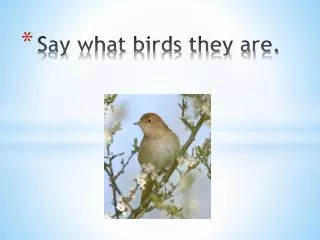 Say what birds they are.