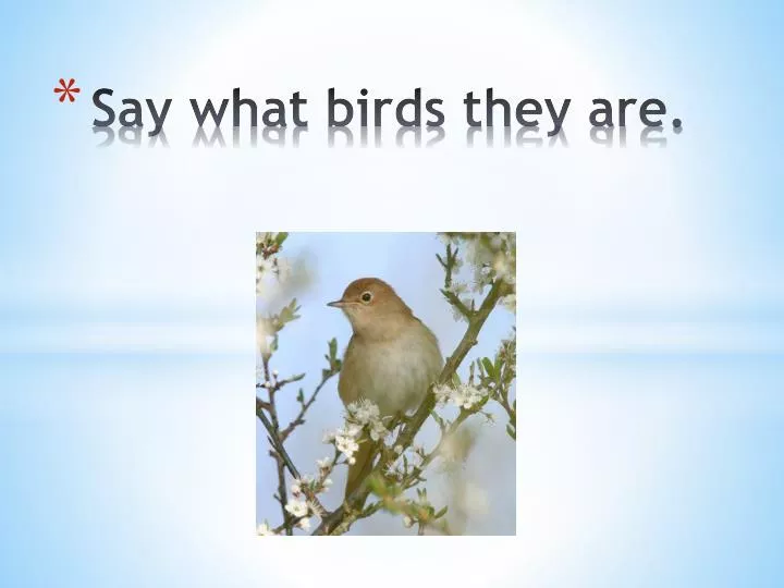 say what birds they are