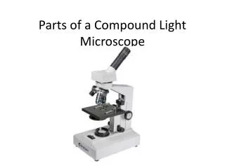 Parts of a Compound Light Microscope