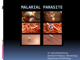 MALARIAL PARASITE