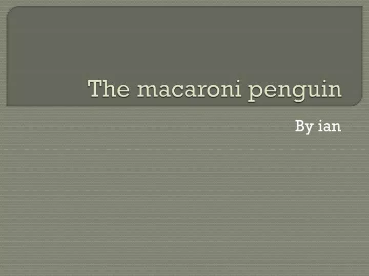 the macaroni penguin