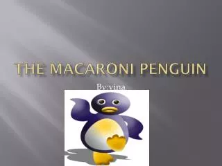 the macaroni penguin