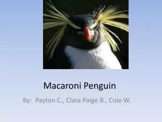 Macaroni Penguin