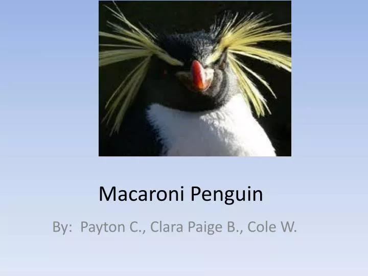 macaroni penguin
