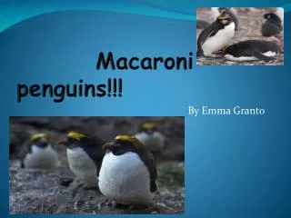Macaroni penguins!!!