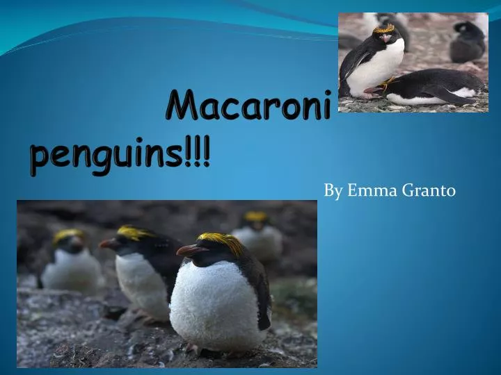 macaroni penguins