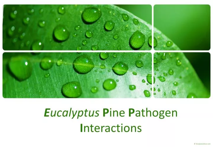 e ucalyptus p ine p athogen i nteractions