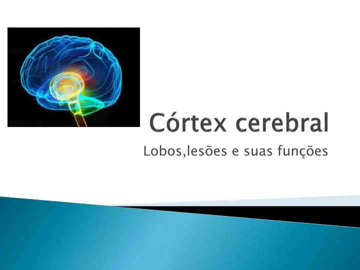 c rtex cerebral