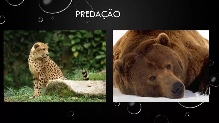 preda o