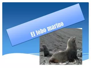 el lobo marino