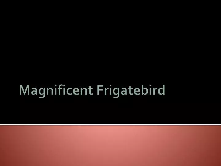 magnificent frigatebird