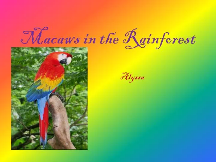 macaws in the rainforest