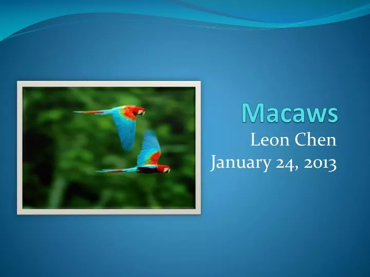 macaws