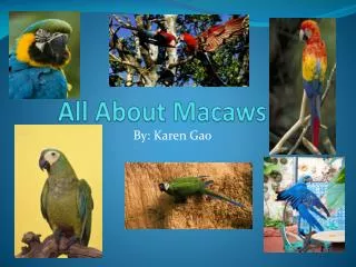 All About Macaws