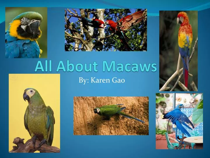 all about macaws