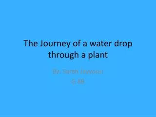 The Journey of a water drop through a plant