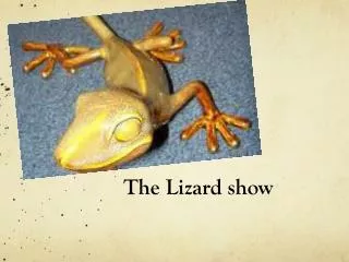 The Lizard show