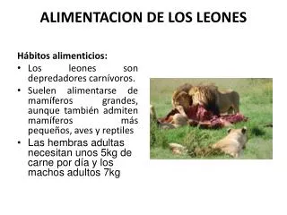 alimentacion de los leones