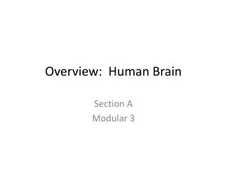 Overview: Human Brain