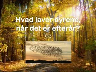 hvad laver dyrene n r det er efter r