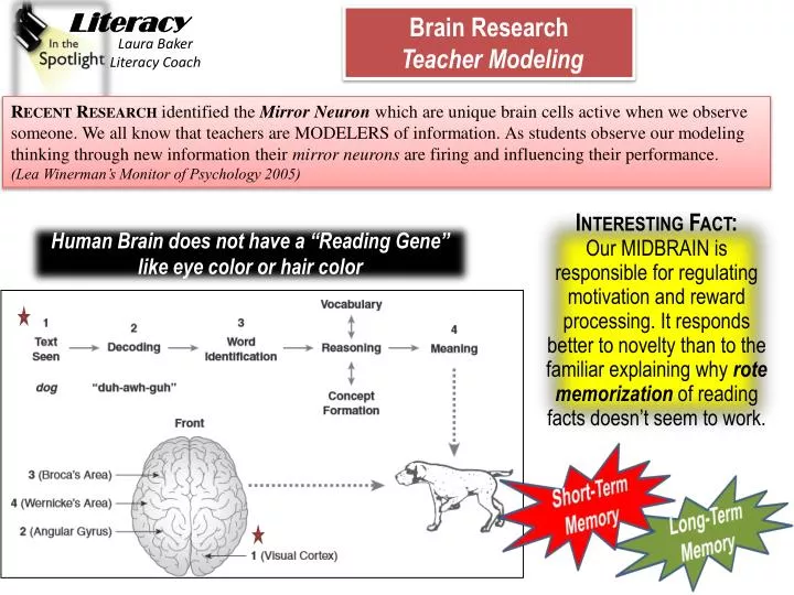 PPT - Human Brain does not have a “Reading Gene” like eye color or hair ...