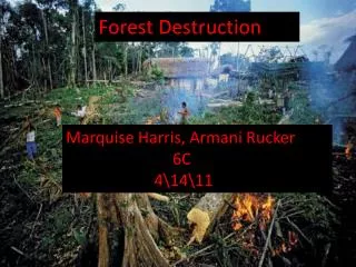 Forest Destruction