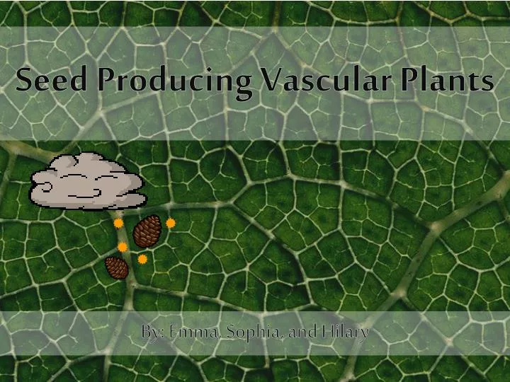 seed producing vascular plants