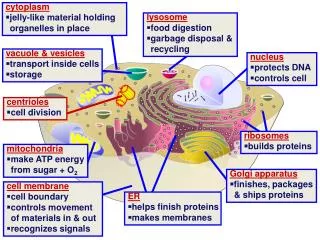 cell membrane ?cell boundary ?controls movement of materials in &amp; out ? recognizes signals