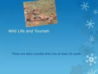 Wild Life and Tourism