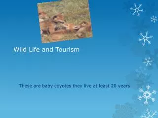 wild life and tourism