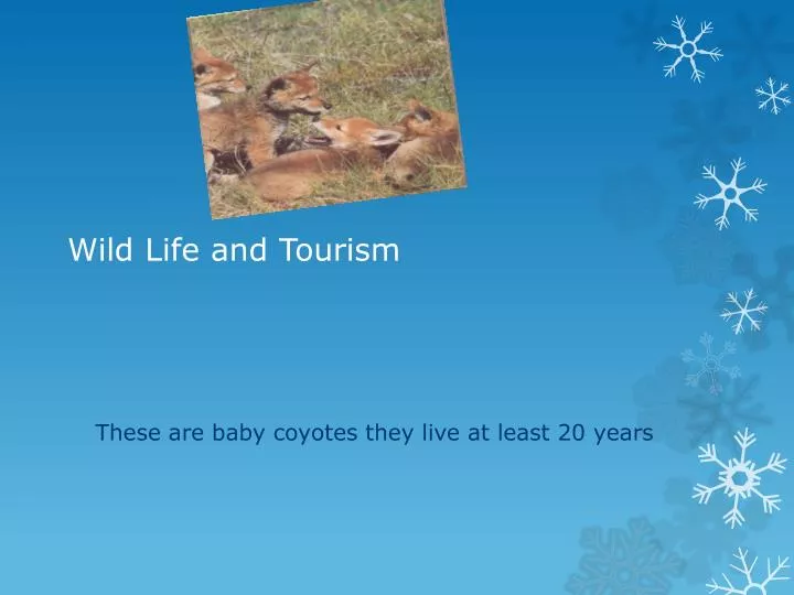 wild life and tourism