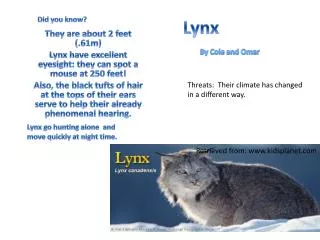 Lynx