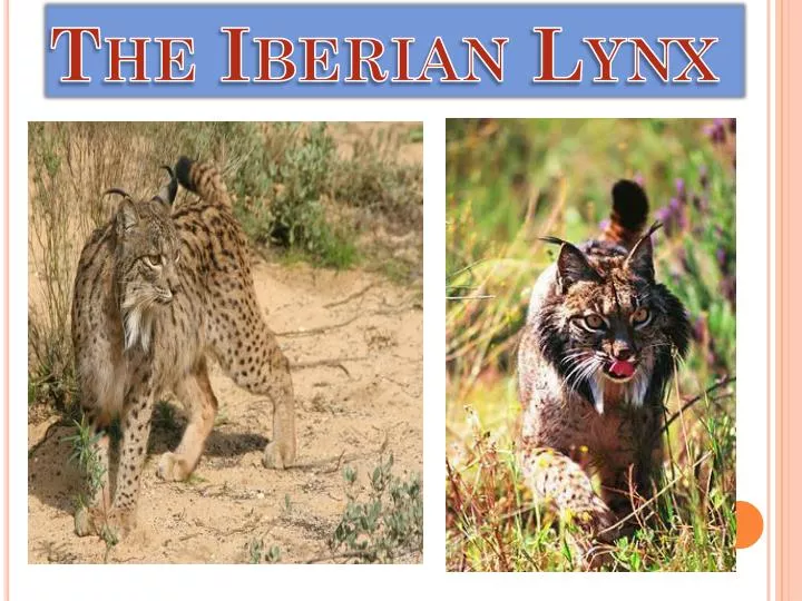 the iberian lynx