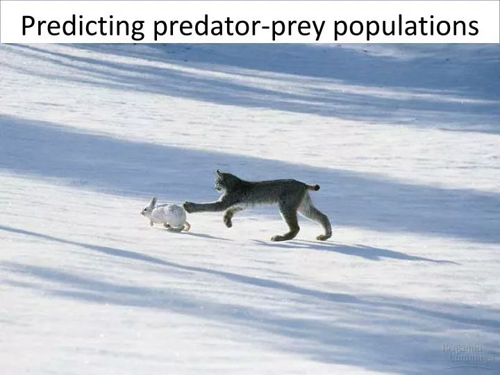 predicting predator prey populations