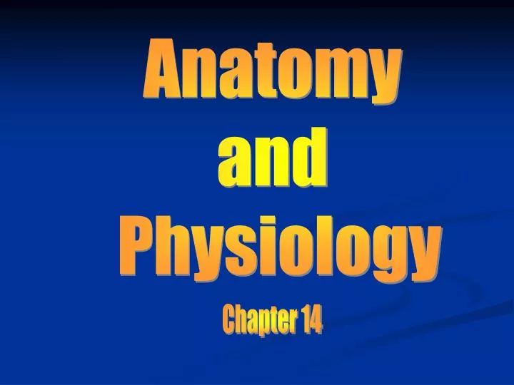 PPT - Anatomy And Physiology PowerPoint Presentation, Free Download ...