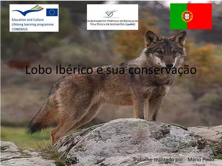 lobo ib rico e sua conserva o