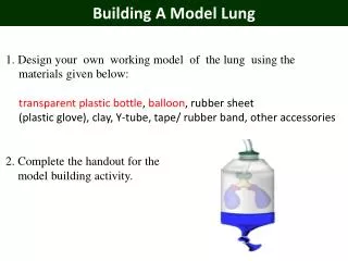 Building A Model Lung