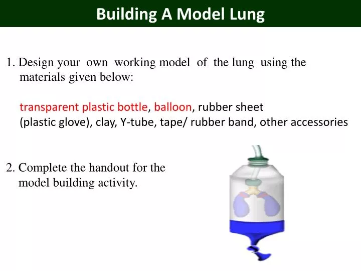 building a model lung