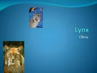 Lynx