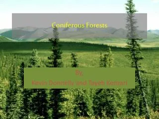 Coniferous Forests