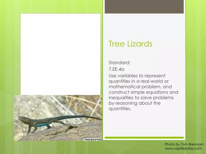 tree lizards